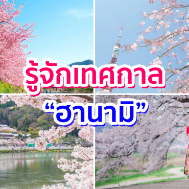 hanami klook ฮานามิ ซากุระ