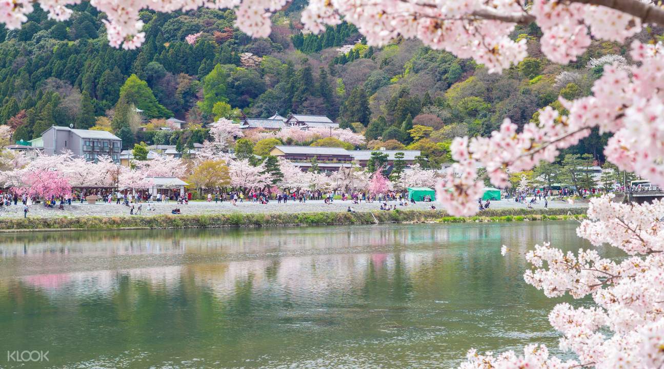 klook hanami sakura japan