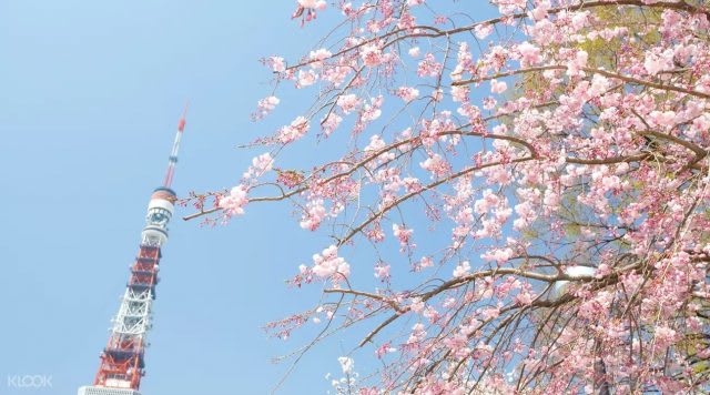 klook hanami sakura tokyo tower