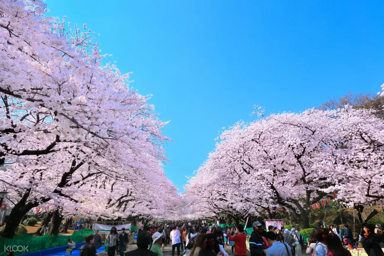 klook hanami sakura japan