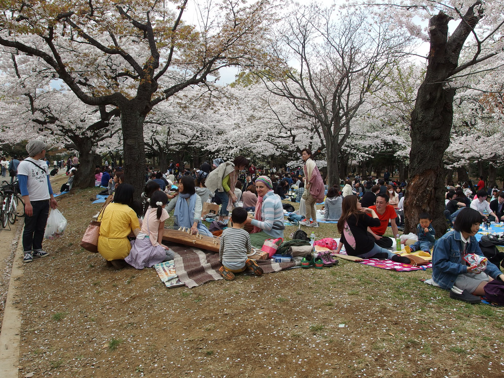 klook hanami sakura japan