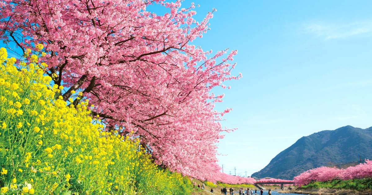 klook hanami sakura japan