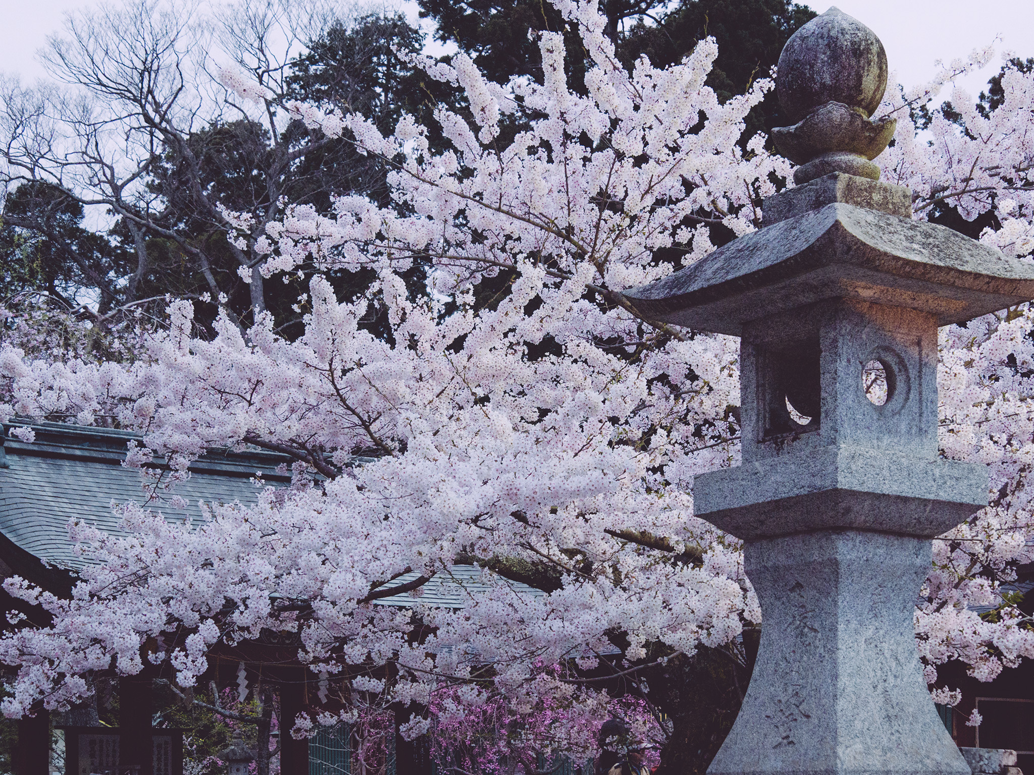 Shiogama-Shrine-sendai