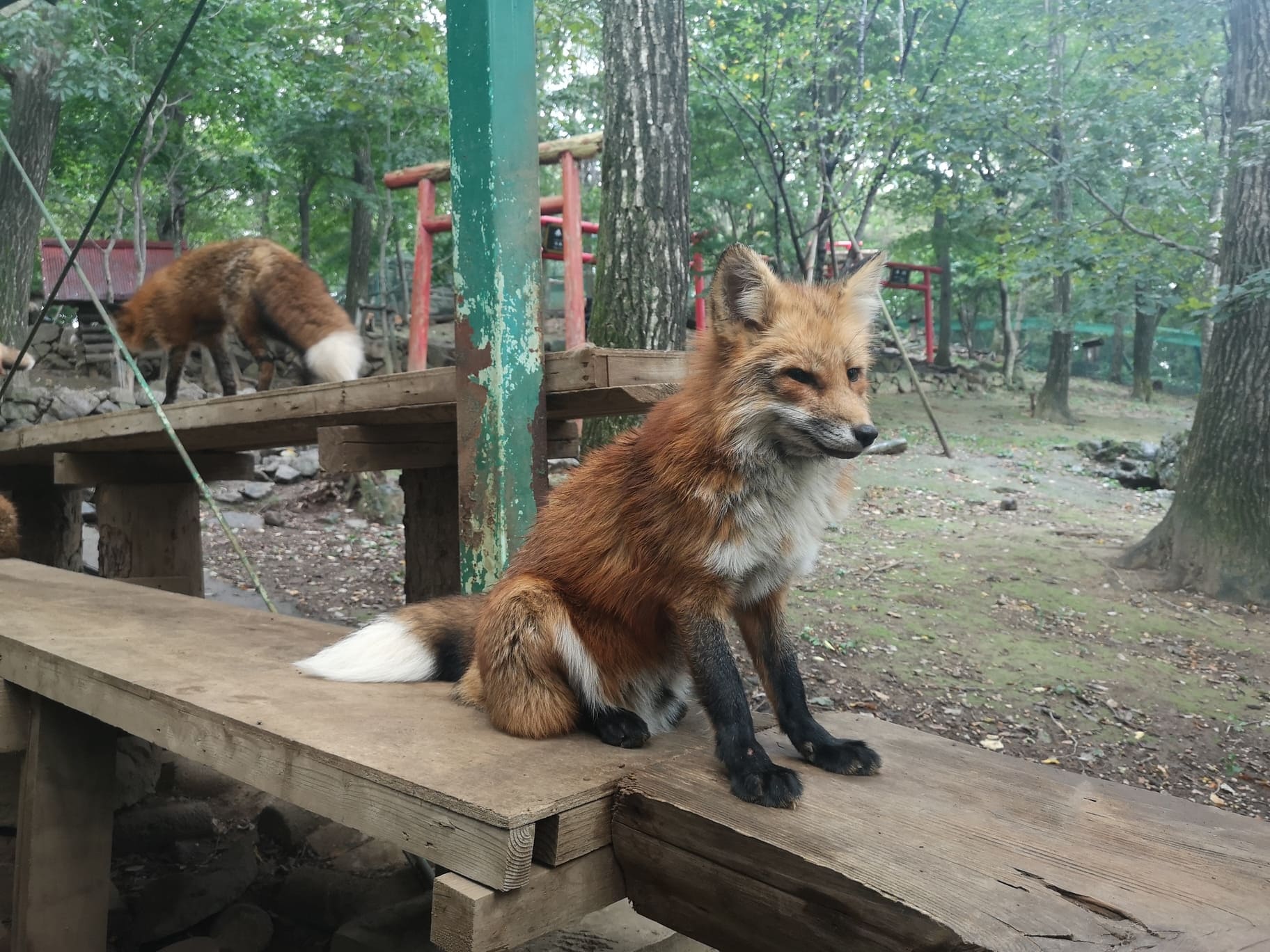 Zao-Fox-Village-Miyagi